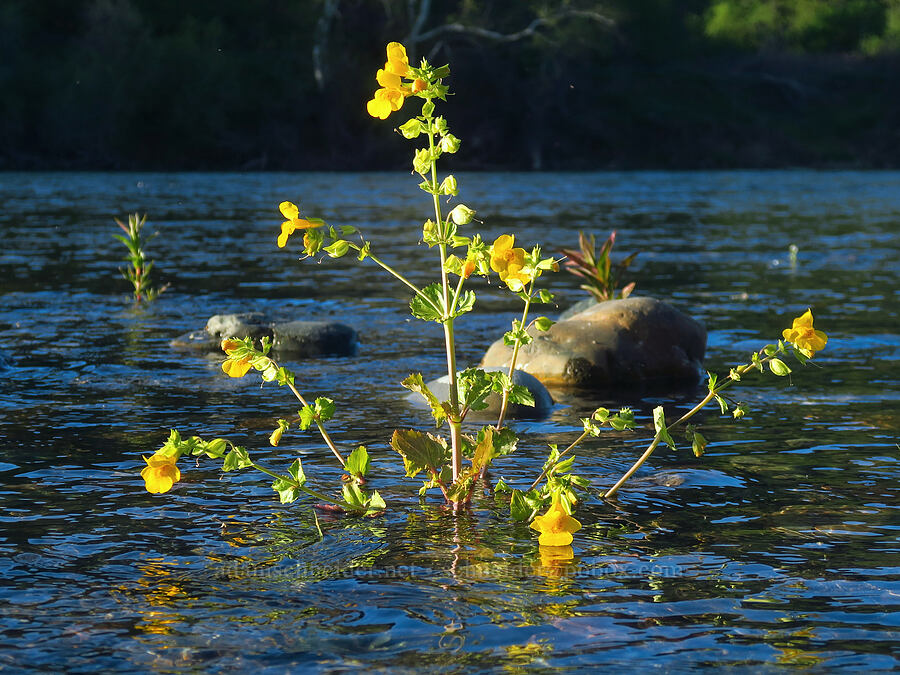 yellow monkeyflower in the Sacramento River (Erythranthe guttata (Mimulus guttatus)) [Sacramento River Bend Outstanding Natural Area, Tehama County, California]