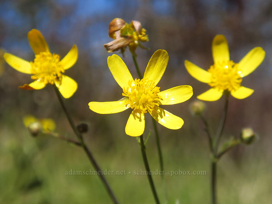 Southern Oregon buttercups (Ranunculus austro-oreganus (Ranunculus austrooreganus)) [Upper Table Rock Trail, Jackson County, Oregon]