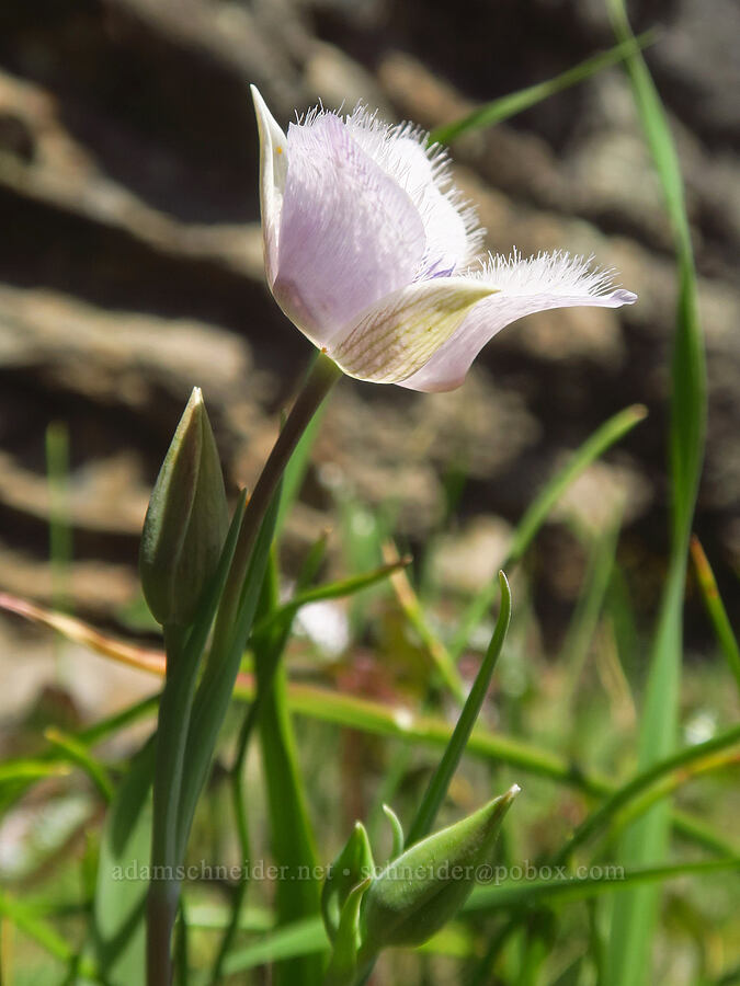 Tomie's mariposa lily (Calochortus tolmiei) [Upper Table Rock Trail, Jackson County, Oregon]