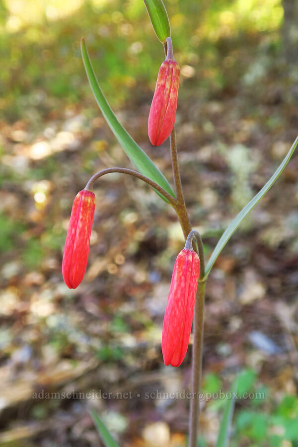 red bells (scarlet fritillary), budding (Fritillaria recurva) [Upper Table Rock Trail, Jackson County, Oregon]