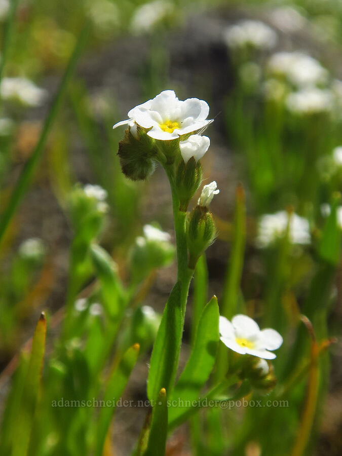 bracted popcorn flower (Plagiobothrys bracteatus) [Upper Table Rock, Jackson County, Oregon]