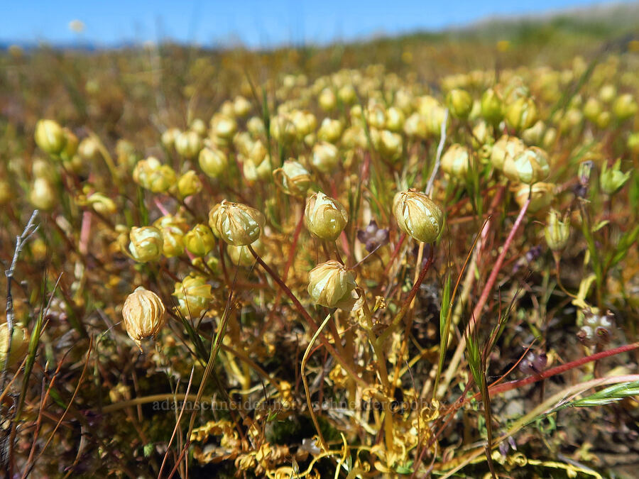 dwarf woolly meadow-foam, fading (Limnanthes floccosa ssp. pumila (Limnanthes pumila)) [Upper Table Rock, Jackson County, Oregon]