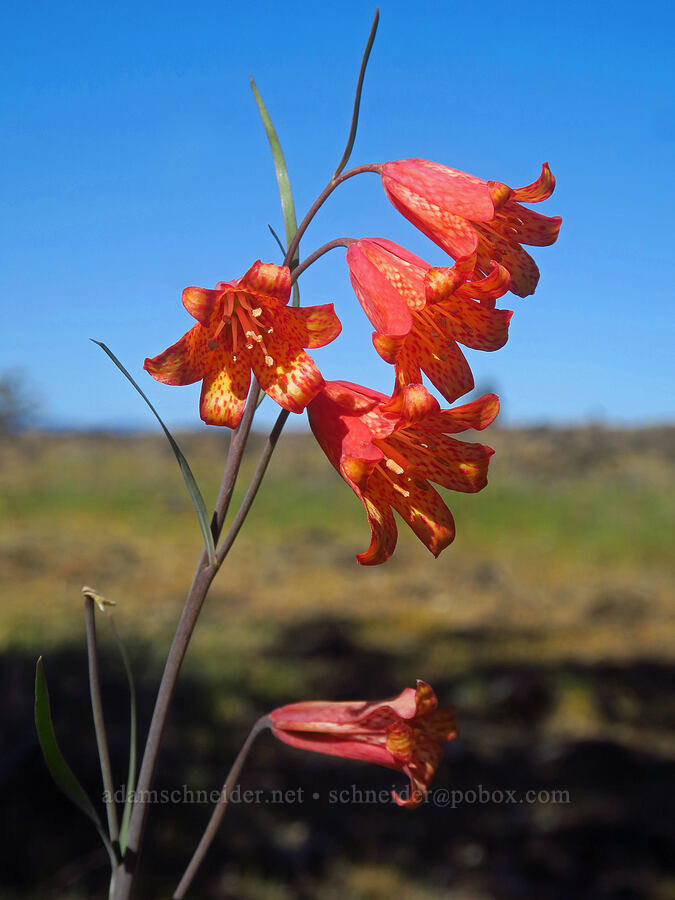 red bells (scarlet fritillary) (Fritillaria recurva) [Upper Table Rock, Jackson County, Oregon]