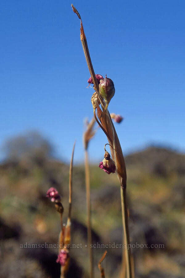 grass-widow, going to seed (Olsynium douglasii) [Upper Table Rock, Jackson County, Oregon]