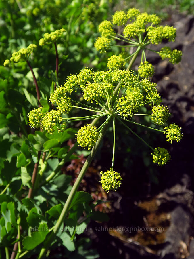 California desert parsley (Lomatium californicum) [Upper Table Rock, Jackson County, Oregon]
