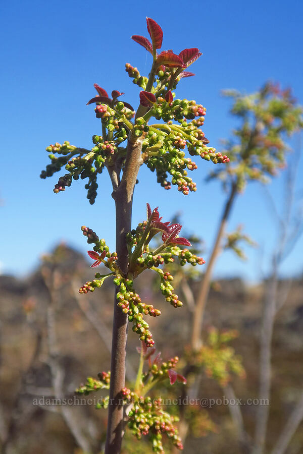 poison-oak flower buds (Toxicodendron diversilobum (Rhus diversiloba)) [Upper Table Rock, Jackson County, Oregon]