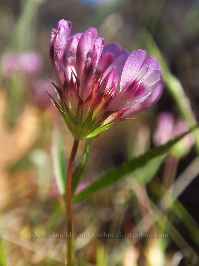 tomcat clover (Trifolium willdenovii) [Upper Table Rock, Jackson County, Oregon]