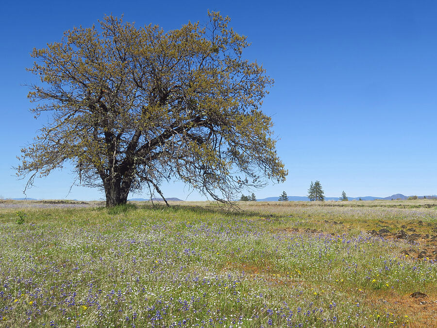 oak tree & wildflowers (Quercus sp.) [Upper Table Rock, Jackson County, Oregon]
