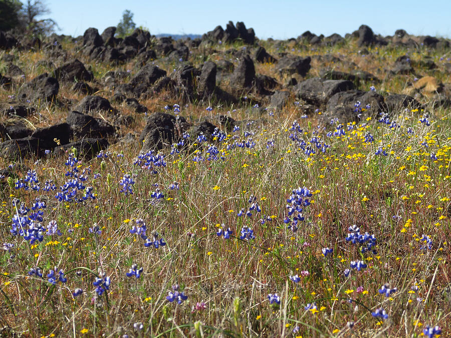 miniature lupines & goldfields (Lupinus bicolor (Lupinus micranthus var. bicolor), Lasthenia californica) [Upper Table Rock, Jackson County, Oregon]