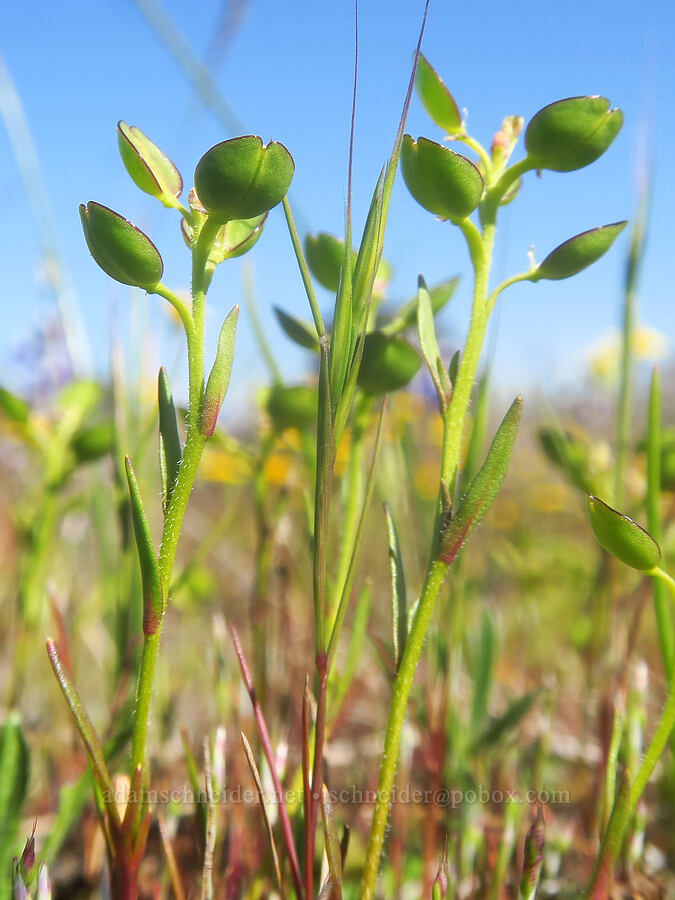 shining pepper-weed (Lepidium nitidum) [Upper Table Rock, Jackson County, Oregon]