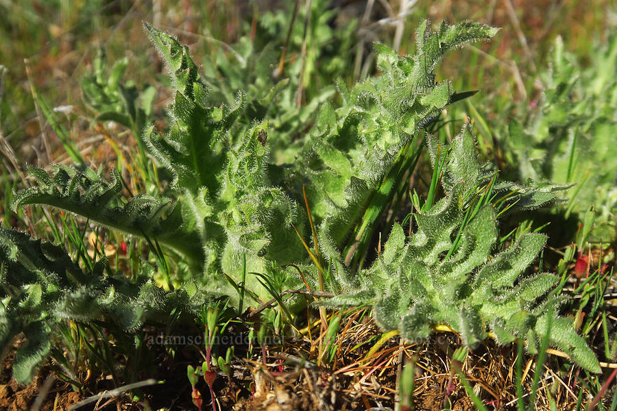 blessed thistle (?) (Centaurea benedicta (Cnicus benedictus)) [Upper Table Rock, Jackson County, Oregon]
