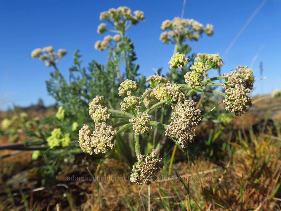 big-seed biscuitroot (Lomatium macrocarpum) [Upper Table Rock, Jackson County, Oregon]