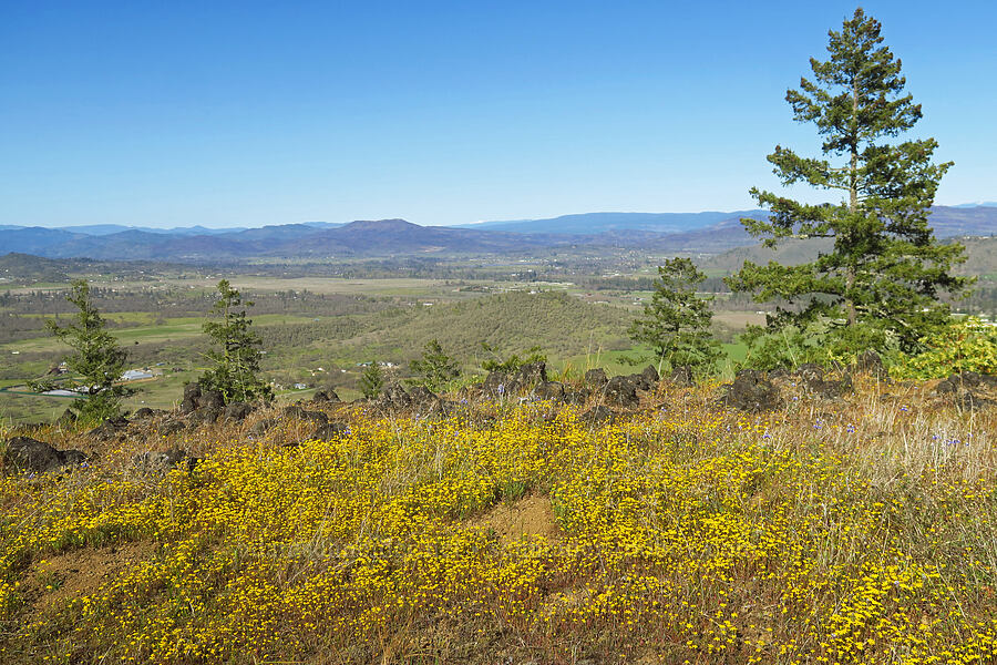 California goldfields (Lasthenia californica) [Upper Table Rock, Jackson County, Oregon]