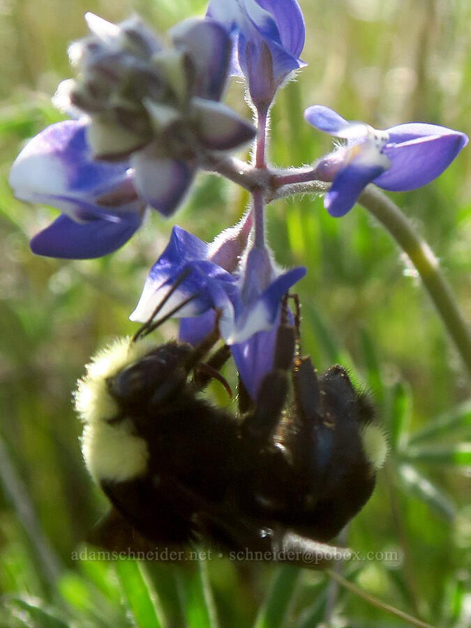 bumblebee on lupine (Bombus sp., Lupinus bicolor (Lupinus micranthus var. bicolor)) [Upper Table Rock, Jackson County, Oregon]