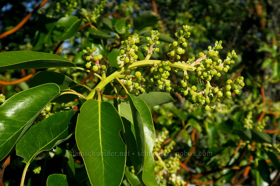 Pacific madrone flowers, budding (Arbutus menziesii) [Upper Table Rock, Jackson County, Oregon]