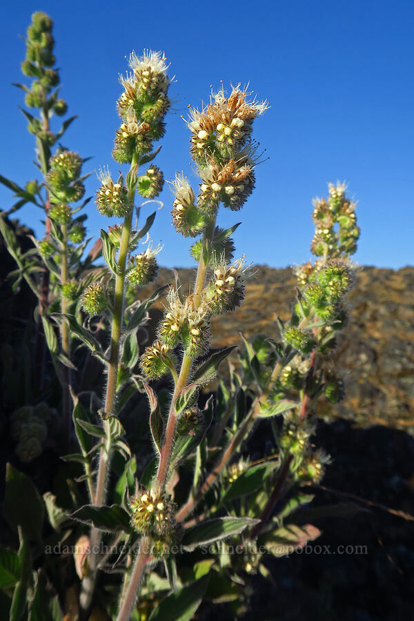 varied-leaf phacelia (Phacelia heterophylla) [Upper Table Rock, Jackson County, Oregon]