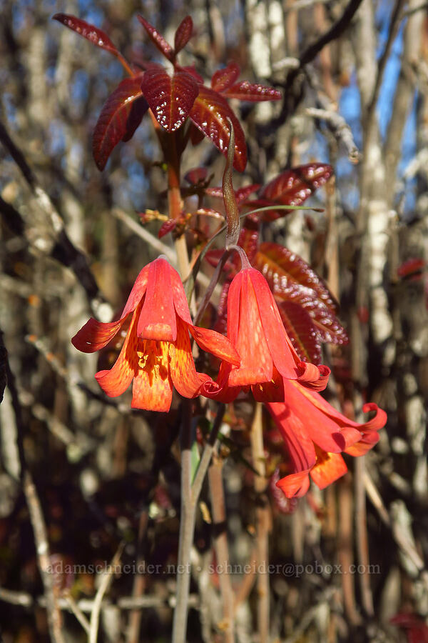 red bells & poison-oak (Fritillaria recurva, Toxicodendron diversilobum (Rhus diversiloba)) [Upper Table Rock, Jackson County, Oregon]