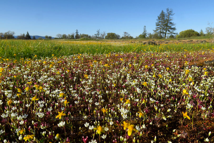 vernal pool wildflowers (Lasthenia californica, Minuartia californica (Sabulina californica), Trifolium depauperatum) [Upper Table Rock, Jackson County, Oregon]