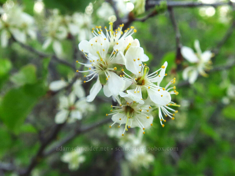 Klamath plum flowers (Prunus subcordata) [Upper Table Rock Trail, Jackson County, Oregon]