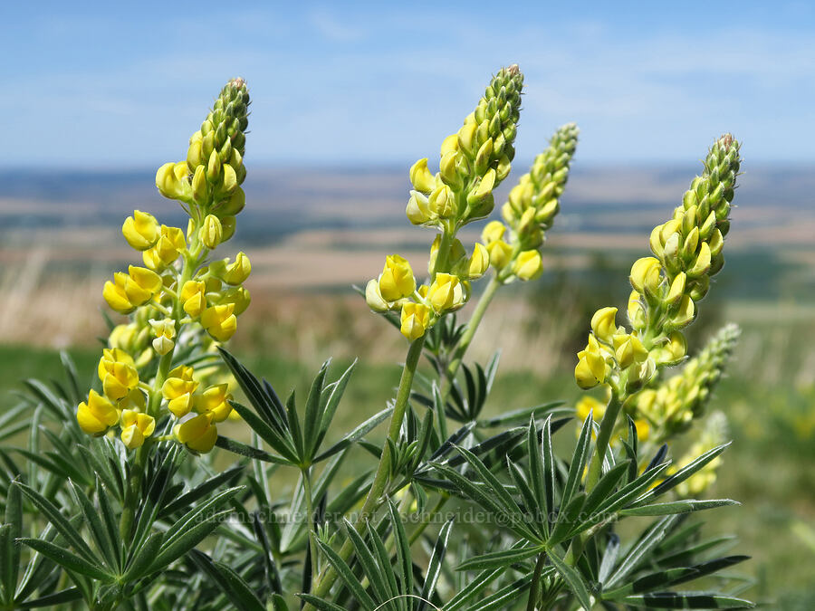 sulphur lupine (Lupinus sulphureus ssp. sulphureus) [Emigrant Hill Viewpoint, Umatilla County, Oregon]