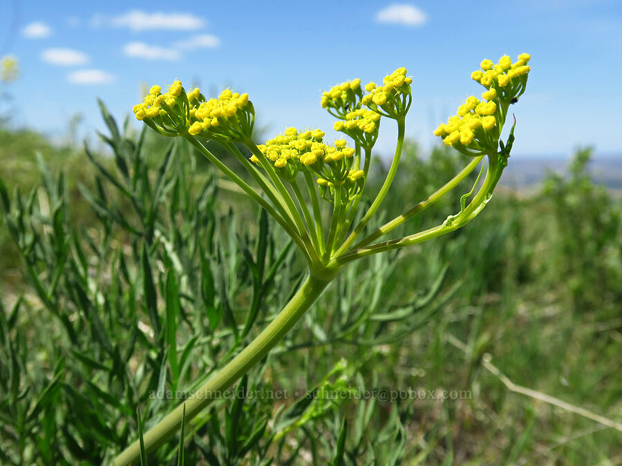 swale desert parsley (Lomatium ambiguum) [Emigrant Hill Viewpoint, Umatilla County, Oregon]