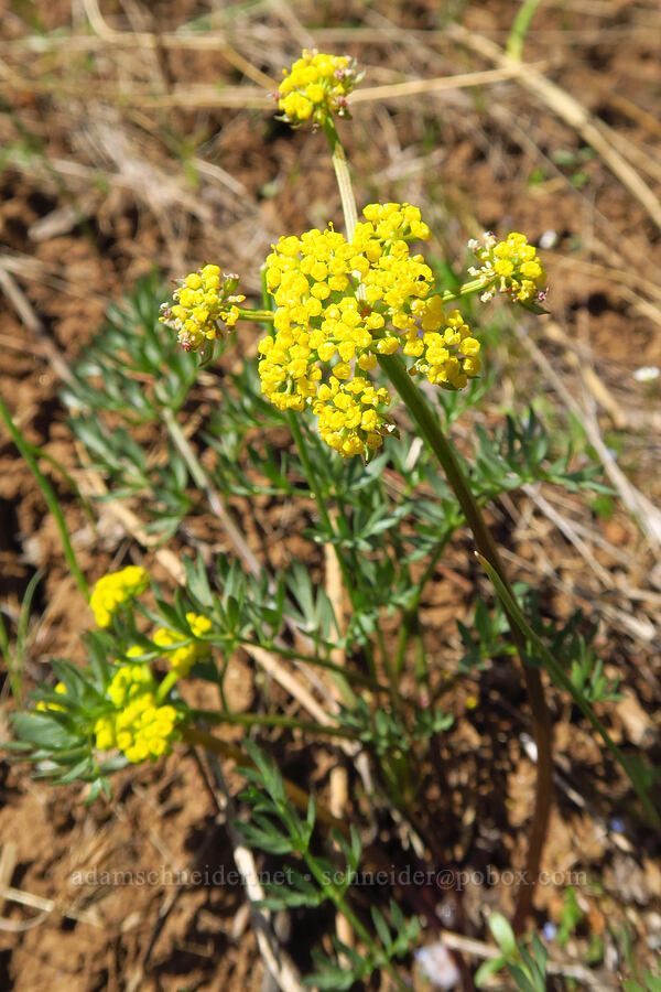 slender-fruited desert parsley (Lomatium leptocarpum (Lomatium bicolor var. leptocarpum)) [Isqúulktpe Creek Overlook, Umatilla County, Oregon]