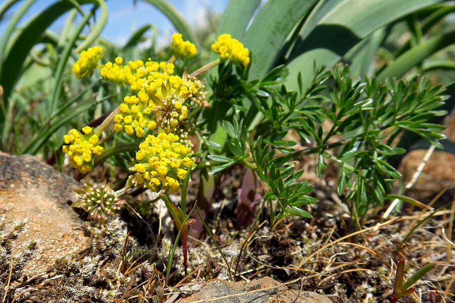 cous biscuitroot (Lomatium cous) [Isqúulktpe Creek Overlook, Umatilla County, Oregon]