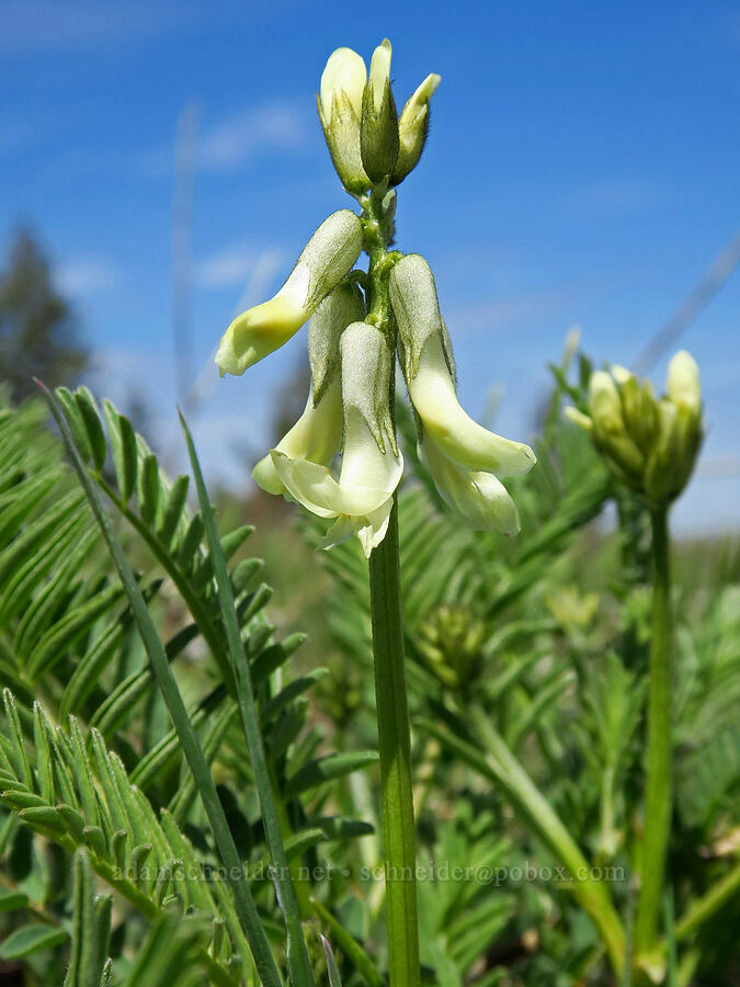 Blue Mountain milk-vetch (Astragalus reventus) [Isqúulktpe Creek Overlook, Umatilla County, Oregon]