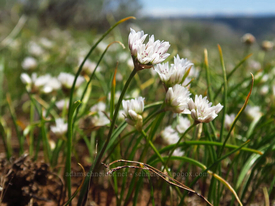 Blue Mountain onion (Allium fibrillum) [Isqúulktpe Creek Overlook, Umatilla County, Oregon]