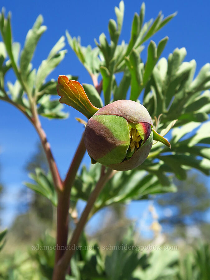 Brown's peony, budding (Paeonia brownii) [Isqúulktpe Creek Overlook, Umatilla County, Oregon]