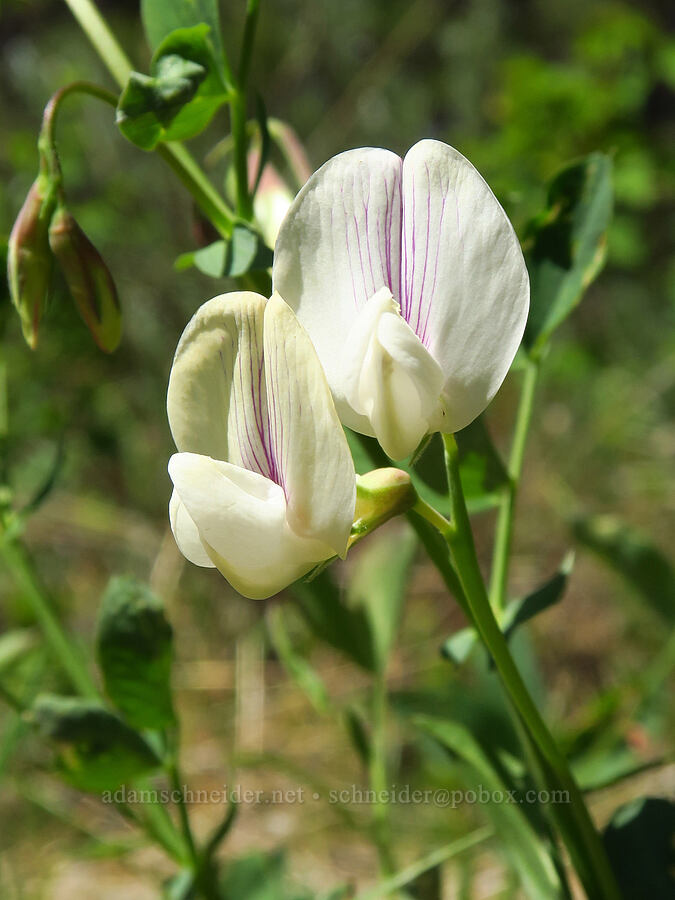 Cusick's pea-vine (Lathyrus nevadensis var. cusickii) [Isqúulktpe Creek Overlook, Umatilla County, Oregon]