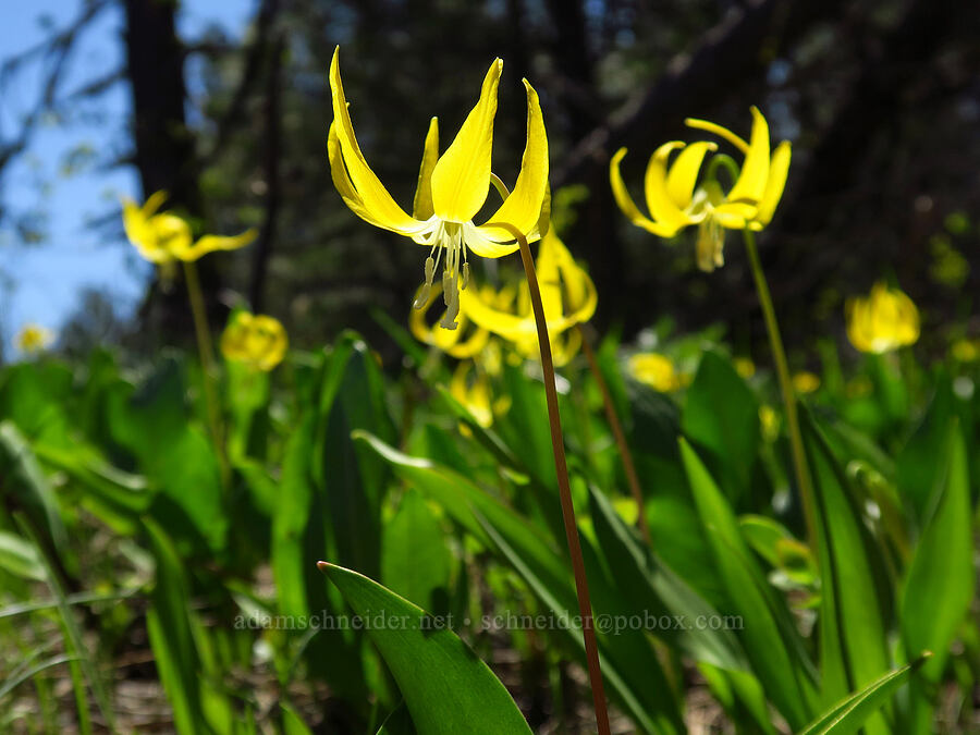 glacier lilies (Erythronium grandiflorum) [Isqúulktpe Creek Overlook, Umatilla County, Oregon]
