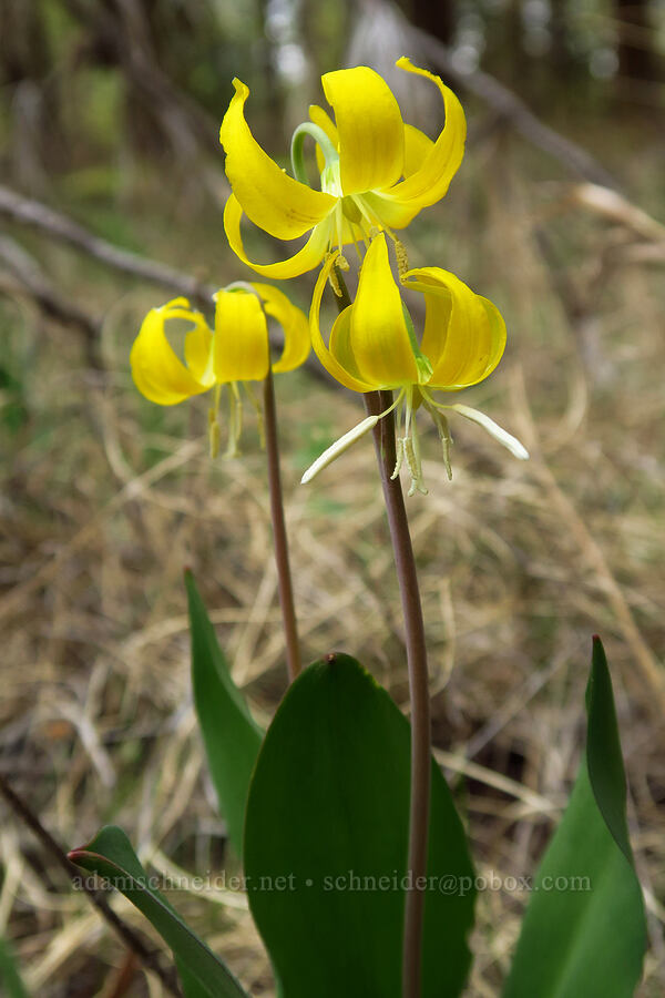 glacier lilies (Erythronium grandiflorum) [Forest Road 21, Wallowa-Whitman National Forest, Union County, Oregon]