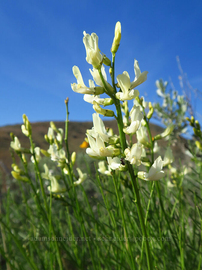 Cusick's milk-vetch (Astragalus cusickii) [Lookout Mountain Road, Baker County, Oregon]