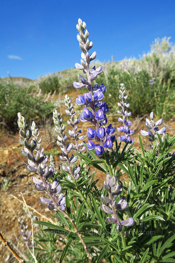 silvery lupine (Lupinus argenteus var. heteranthus (Lupinus caudatus)) [Lookout Mountain Road, Baker County, Oregon]