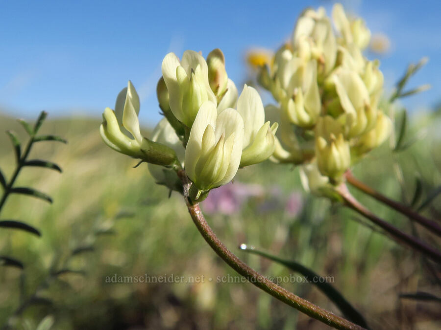 arcane milk-vetch (Astragalus obscurus) [Lookout Mountain Road, Baker County, Oregon]