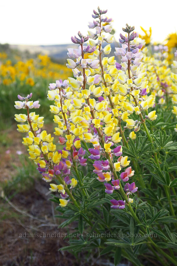 multi-colored spurred lupine (Lupinus arbustus) [Lookout Mountain Road, Baker County, Oregon]