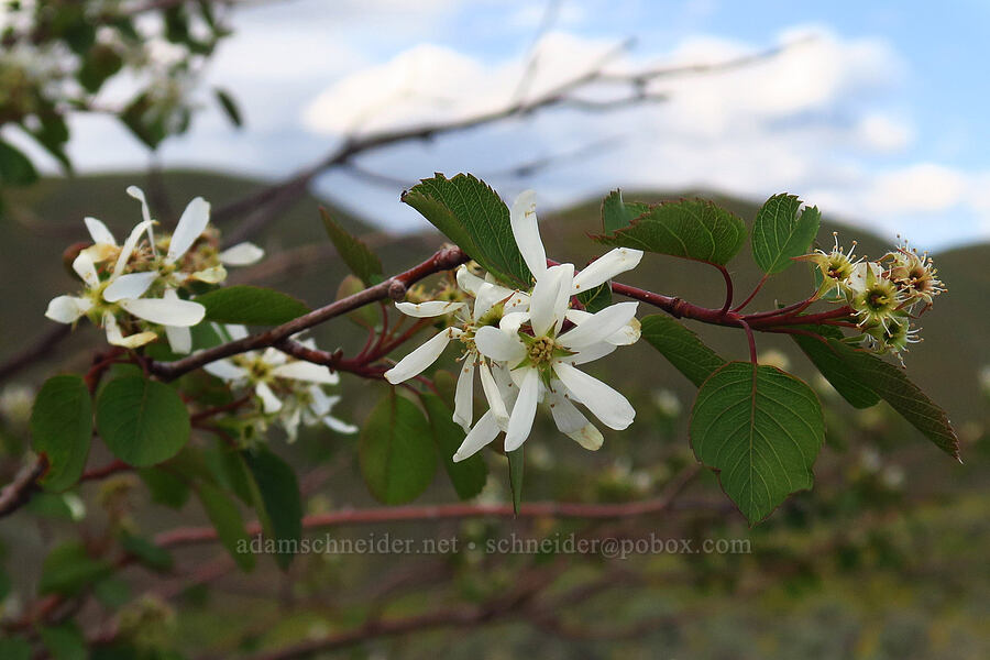 serviceberry flowers (Amelanchier alnifolia) [Lookout Mountain Road, Baker County, Oregon]