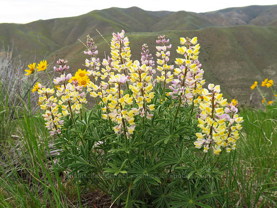 multi-colored spurred lupine (Lupinus arbustus) [Lookout Mountain Road, Baker County, Oregon]