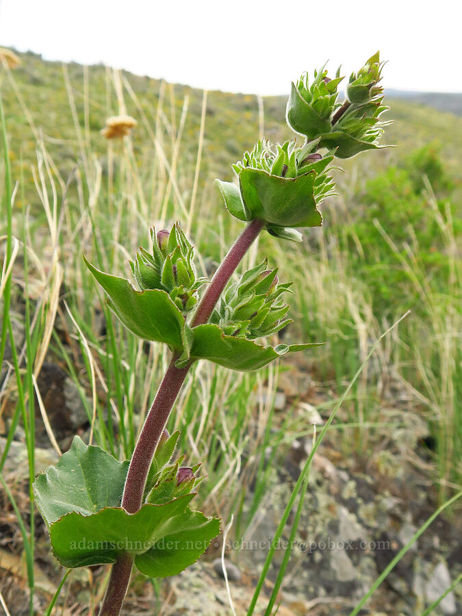 sticky-stem penstemon, budding (Penstemon glandulosus var. glandulosus) [Lookout Mountain Road, Baker County, Oregon]