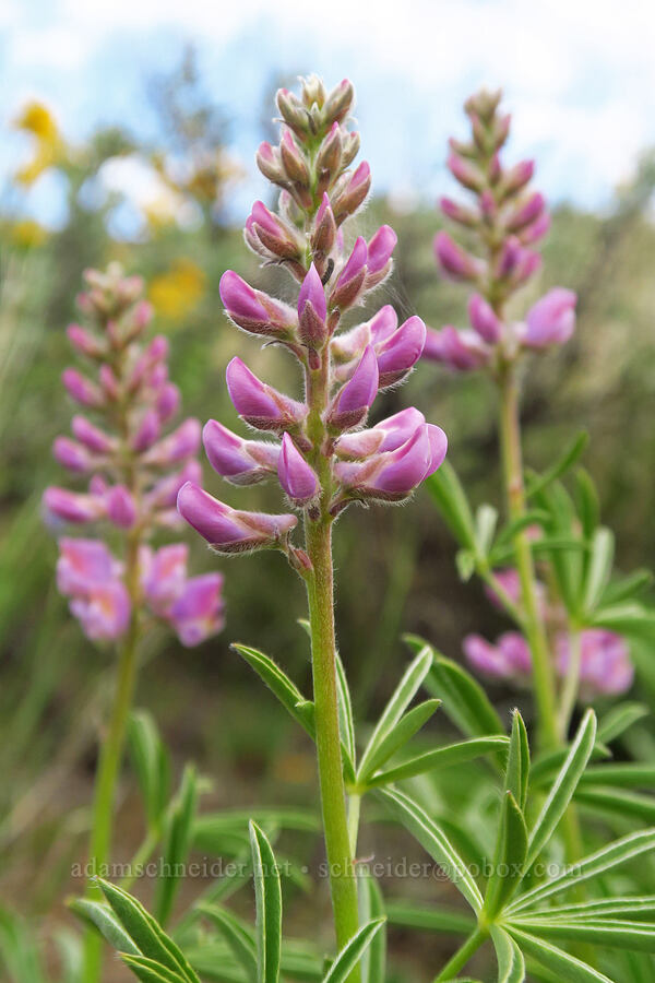 pink spurred lupine (Lupinus arbustus) [Lookout Mountain Road, Baker County, Oregon]