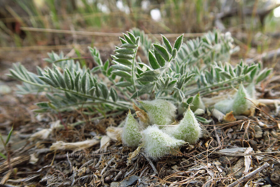 woolly-pod milk-vetch pods (Astragalus purshii) [Rye Valley, Baker County, Oregon]