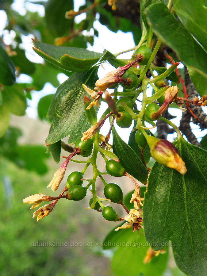 unripe golden currant berries (Ribes aureum) [Rye Valley, Baker County, Oregon]