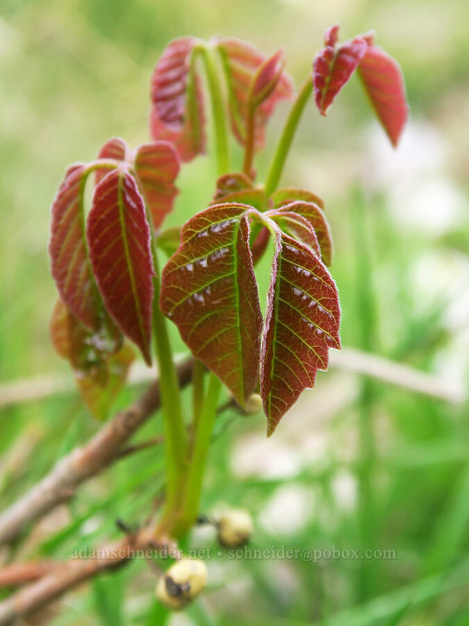 western poison-ivy (Toxicodendron rydbergii (Rhus rydbergii)) [Rye Valley, Baker County, Oregon]