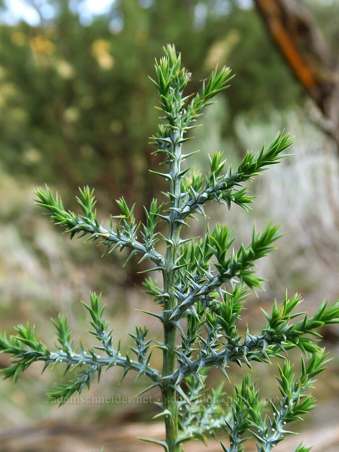 young western juniper (Juniperus occidentalis) [Rye Valley, Baker County, Oregon]