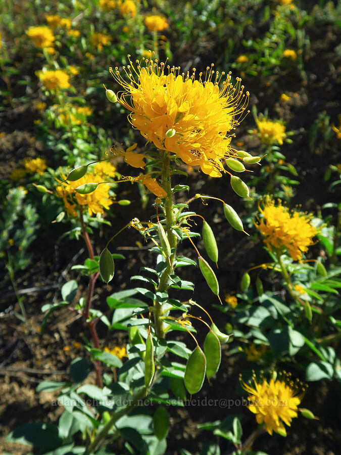 golden bee plant (Peritoma platycarpa (Cleome platycarpa) (Cleomella platycarpa)) [State Highway 201, Malheur County, Oregon]