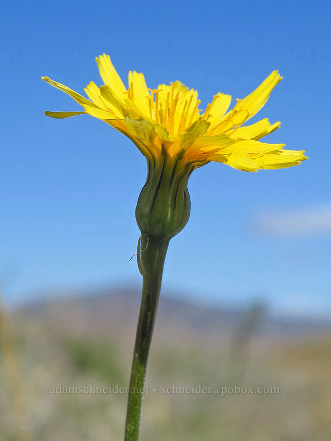 sagebrush false dandelion (Nothocalais troximoides (Microseris troximoides)) [State Highway 201, Malheur County, Oregon]