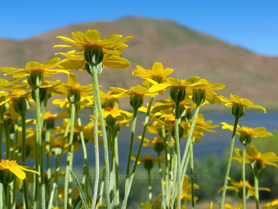 Oregon sunshine (Eriophyllum lanatum var. integrifolium) [State Highway 201, Malheur County, Oregon]