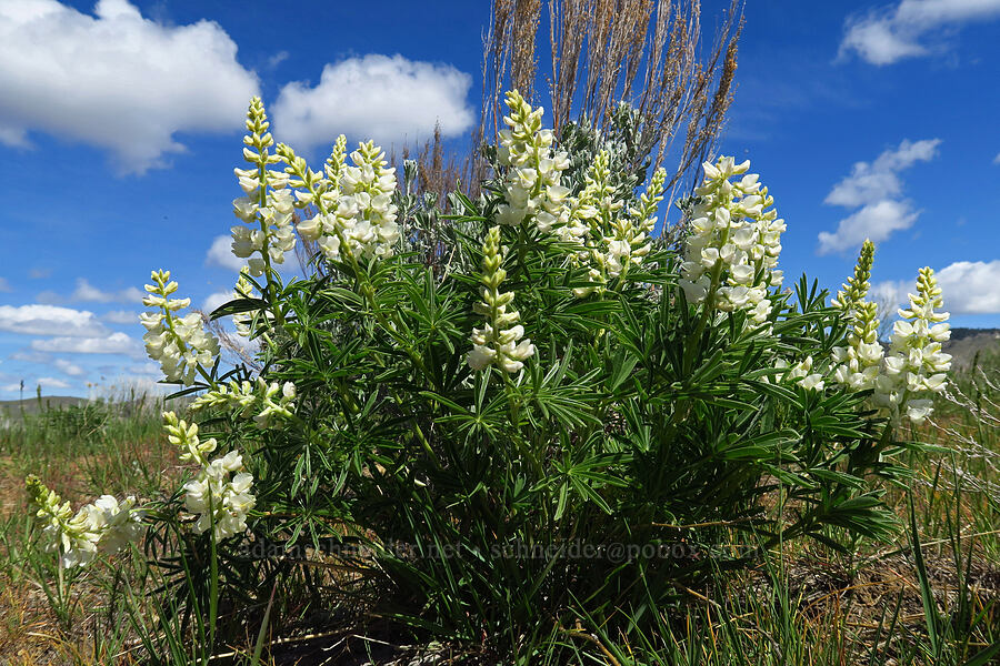 white spurred lupine (Lupinus arbustus) [Lookout Mountain Road, Baker County, Oregon]