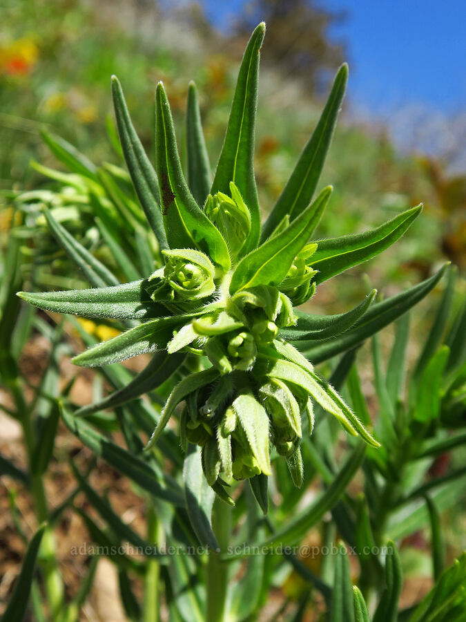 Columbia puccoon, budding (Lithospermum ruderale) [Lookout Mountain Road, Baker County, Oregon]